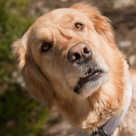 A golden retriever's face