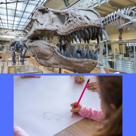 dinosaur bones and a child sketching them