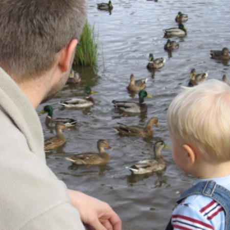 father and child feeding ducks at hampton beach