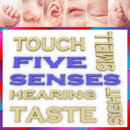 Five senses touch hearing taste smell sight